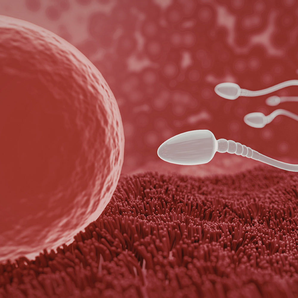 Ova Fertility, Natural Egg Development (Women)